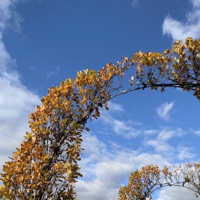 Fall at Kent Greenhouse