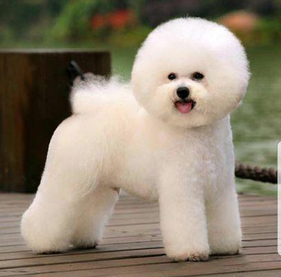 Bichon frise standard cut