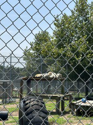 Dreaming sunbathing tiger