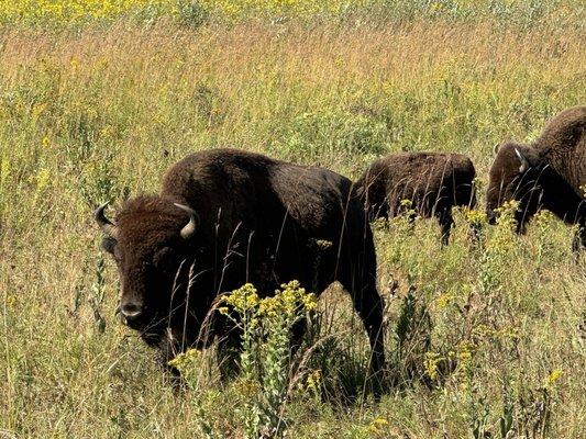 Nachusa Grasslands bison tour Autumn On The Prairie Festival