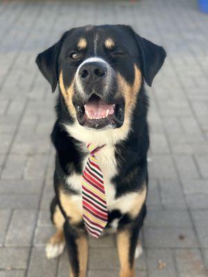 My sweet baby freshly groomed showing off his neck tie