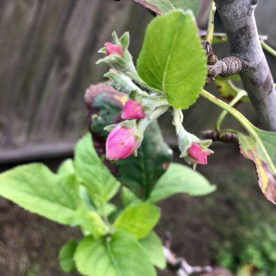 First apple blossoms for Fall