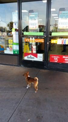 A dog waiting patiently for his mama to come out. No leash on, but waited and did not run off!