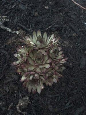 Hen and chicks