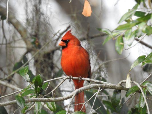 Northern Cardinal