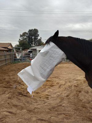 My silly boy playing with a feed bag!