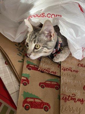 My wrapping and my helper - lol