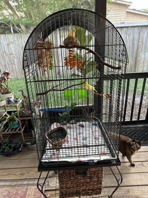 Canaries in cage