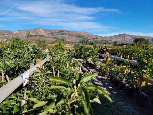 Rows of plants to purchase in a gorgeous setting.