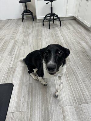 Here is Femi! Our vet tech's happy go lucky doggy!!