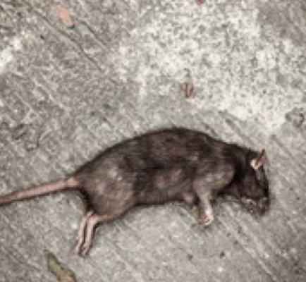 Dead rat! Thanks to Mitchell Pest