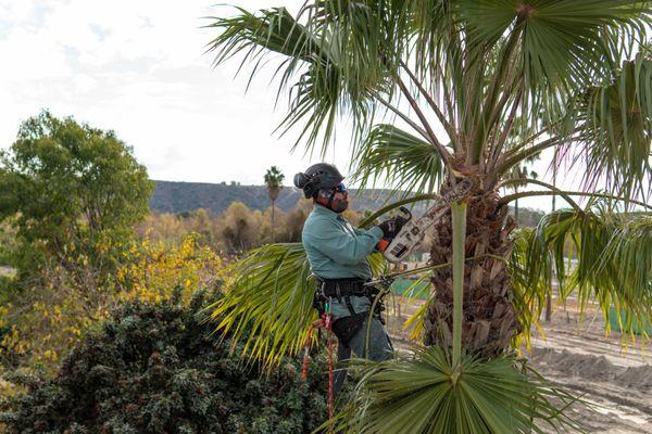 Our expert tree climbers will fulfill your exact needs every time.