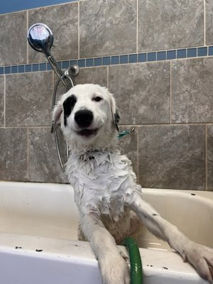 Fun Spa Days at Dogtopia of Tyson's Corner!