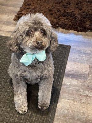 Coco rocking his Bow Tie with the fresh haircut he got from Ash! Yay