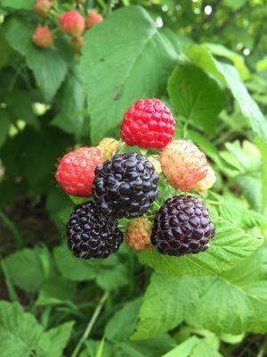 Black raspberries come ripe in late June.