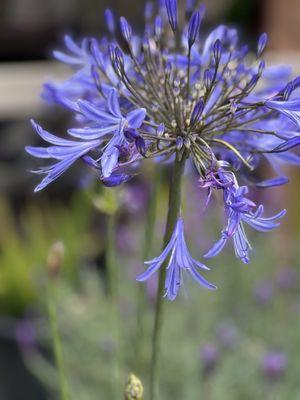 Agapanthus (Lily of the Nile)