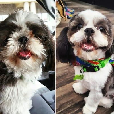 Before and after of my Franky Doo.