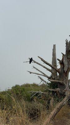 Just a black bird looking into the fog.