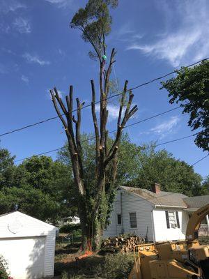 Tree Removal