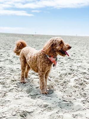 Dog a few days after grooming