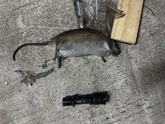 Giant rat caught.