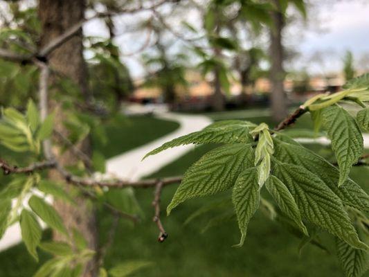 The Natural and Artistic beauty of Clark Park