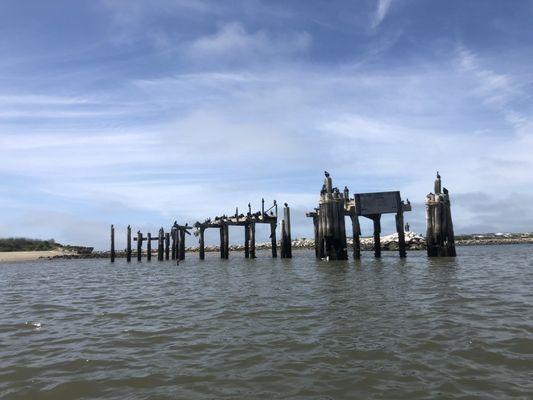 Birds near the harbor