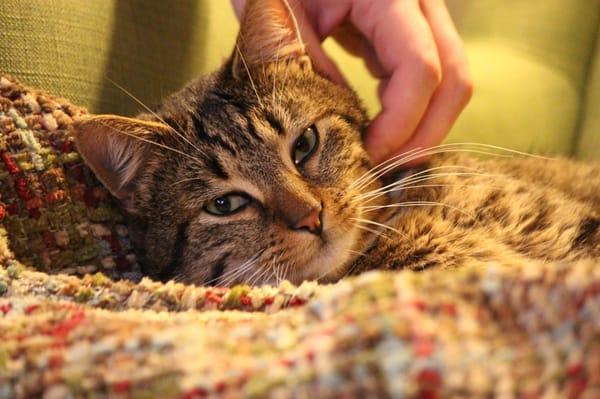 Friendly 2-year-old cat Tobias adopted from Animal Rescue League Boston.