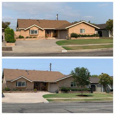 Before & After.  The tree looks fantastic and I am very happy!