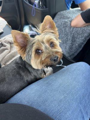 Finn, our Yorkie