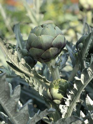 Organic artichoke growing in our garden