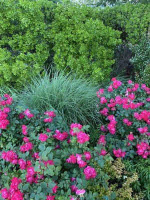 Earliest June blooms