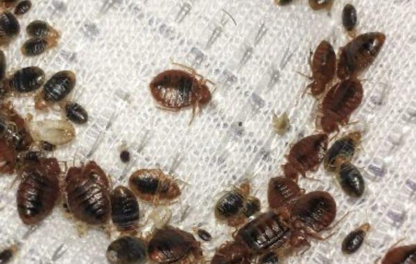 Bed bugs in mattress