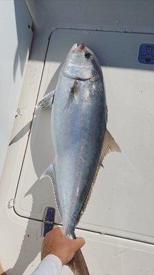 Amberjacks