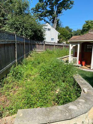 Before weed removal, view #2.