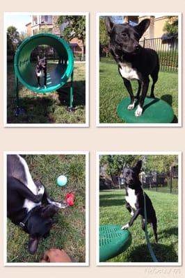 Buddy practicing agility training