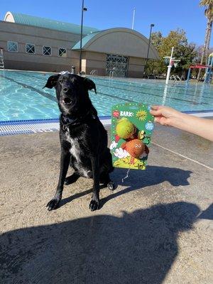 Nov 2021 doggie dip day