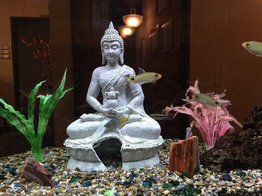 Good energy fish in their temple of peace.