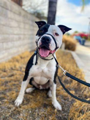 Bandit on his first walk!