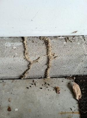 Mud tubes from termites in garage of home.