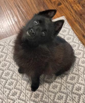 Our 12 year old Schipperke