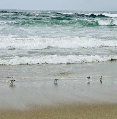 Sand pipers