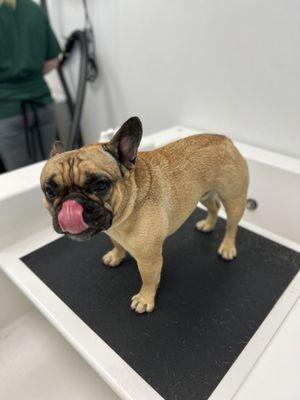 Raised platform for smaller dogs at the self wash