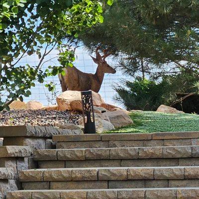 Summer visitor at the waterfall