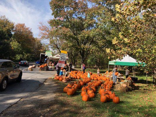 Local pumpkin picking without the long drive!!