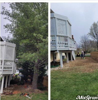 We remove some pine trees, amazing look after everything is remove and clean.