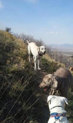 Sasha and friends enjoying the view on a Merry Pets group hike in the mountains.