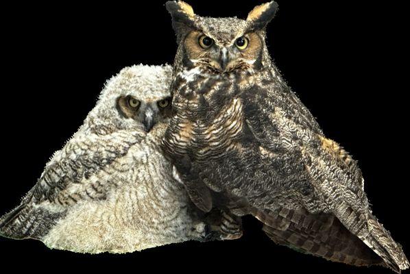 Foster great horned owl 'Darby' with orphaned owlet