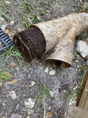 Roots we pulled out of a sewer line.