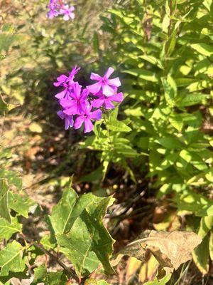 Gorgeous flowers that are nearby the tower and the expansive area around it.